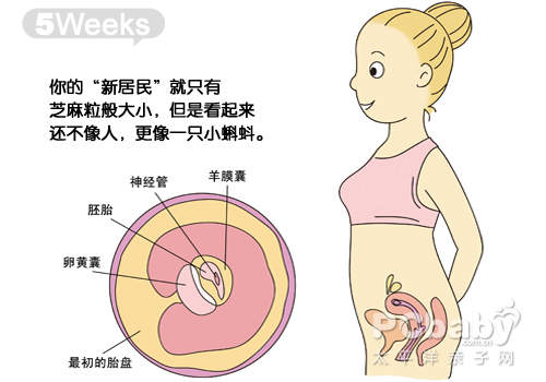 懷孕兩個月胎兒發育過程圖