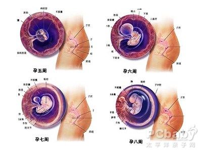 怀孕两个月胎儿发育过程图