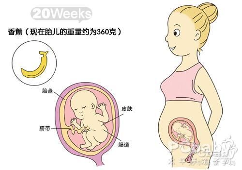 怀孕五个月胎儿发育过程图怀孕五个月胎儿发育过程图孕妇常识怀孕太平洋亲子网 