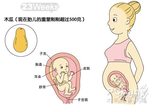 怀孕23周子宫位置图图片