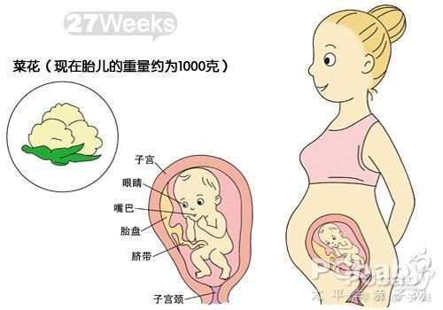 孕27周胎儿位置图片图片