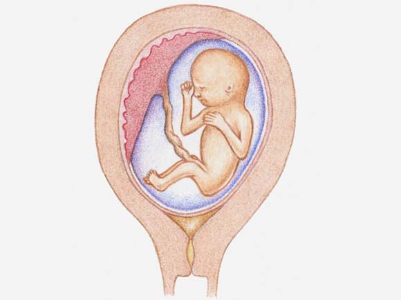怀孕初期胎儿图片图片