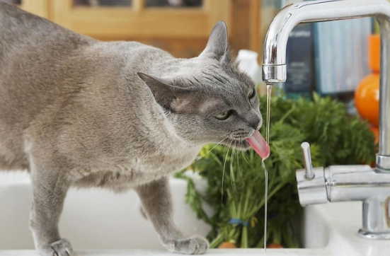 猫咪怎么喂才健康 3697568_1.png