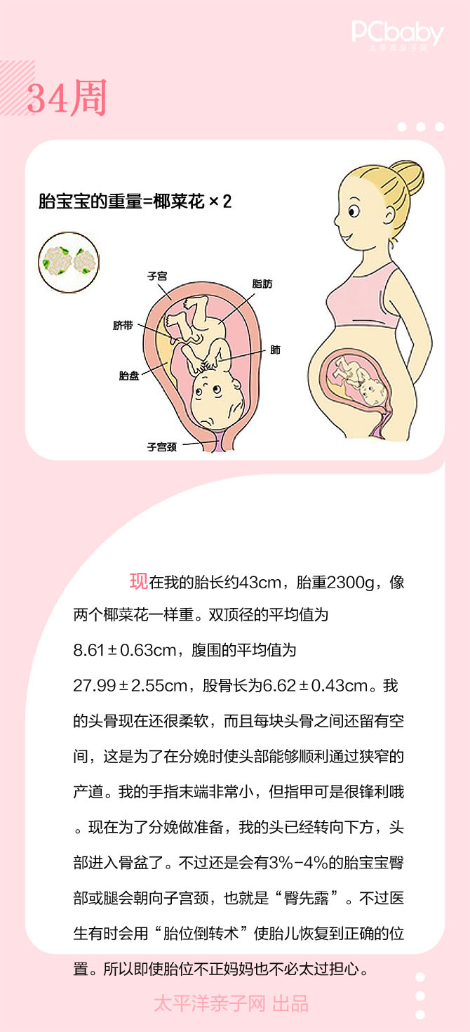 孕34周胎儿发育对照表图片