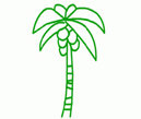 椰子树的画法5