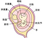 怀孕8周胎儿发育过程图