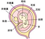 怀孕9周胎儿发育过程图