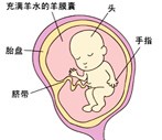 怀孕13周胎儿发育过程图