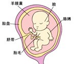怀孕14周胎儿发育过程图