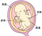 怀孕20周胎儿发育过程图