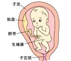 怀孕26周胎儿发育过程图