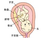 怀孕29周胎儿发育过程图