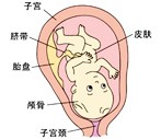 怀孕33周胎儿发育过程图