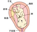 怀孕34周胎儿发育过程图
