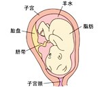 怀孕35周胎儿发育过程图