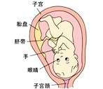 怀孕38周胎儿发育过程图