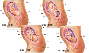 怀孕七个月胎儿发育过程图