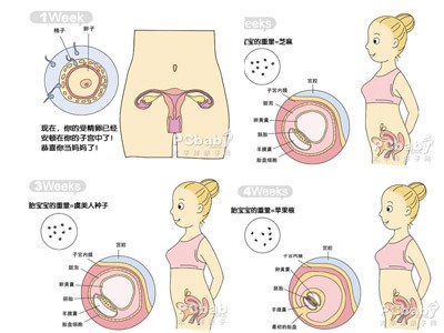 1月胎儿发育